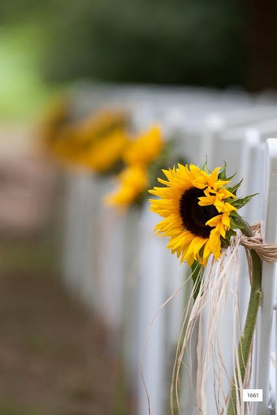 single stem of sunflower create a beautiful line of pew markers for this outdoor country wedding