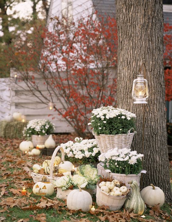White Fall Flowers and White Pumpkins