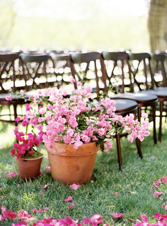 Best Potted Plants To Create Privacy - The 5 best screening plants for privacy