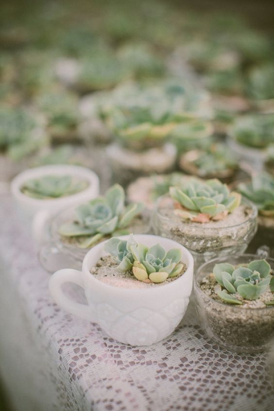 Succulent tea cups Wedding Favours