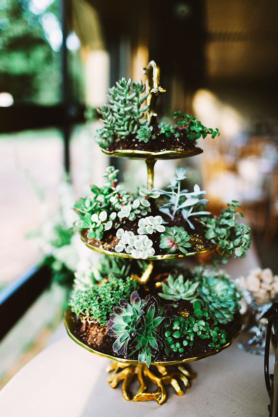 succulent wedding display – photo by Pat Furey