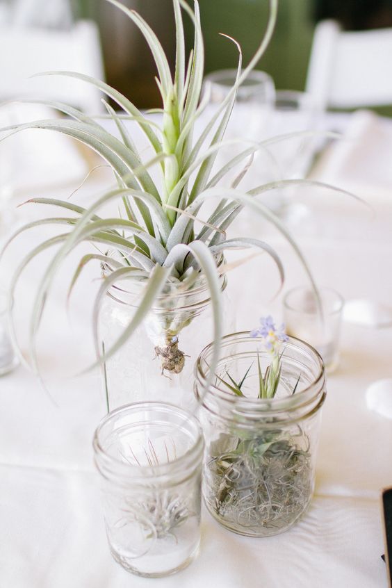 Simple mason jars with air plants