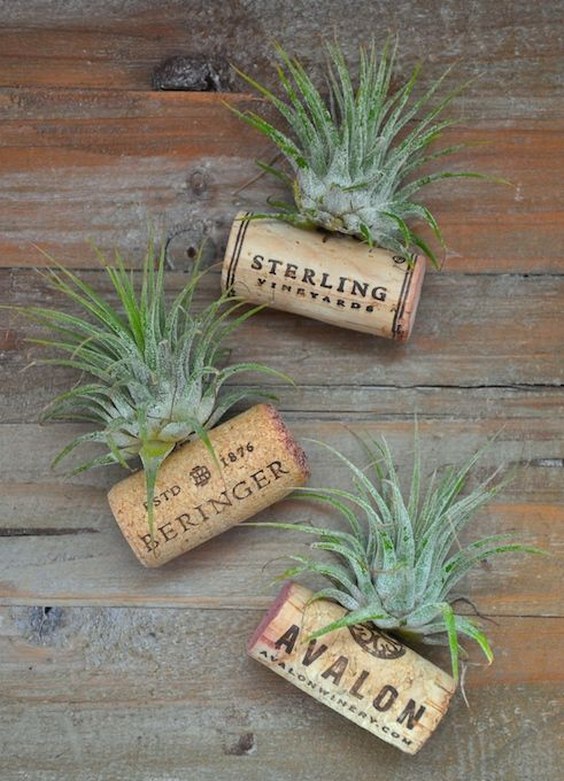 air plant magnets