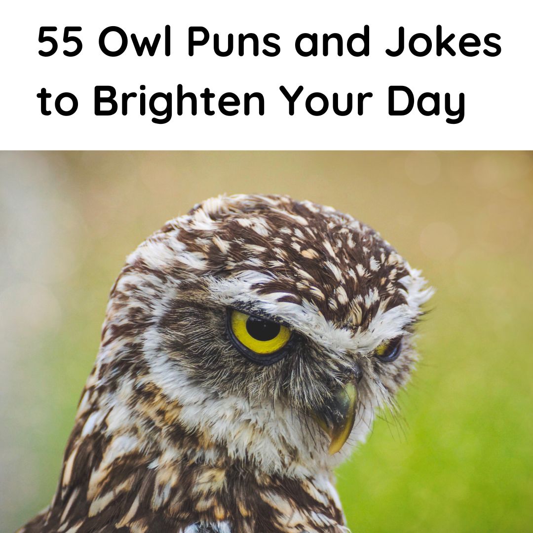 ️ 55 Owl Puns and Jokes to Brighten Your Day Hi Miss Puff